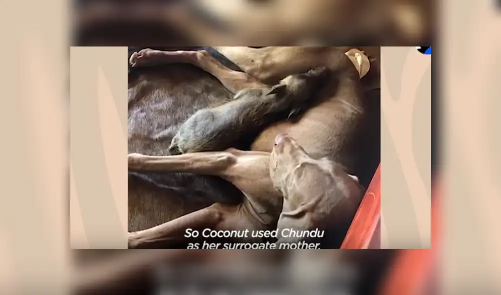 Desliza hacia la izquierda para ver las conmovedoras imágenes del video viral de YouTube.