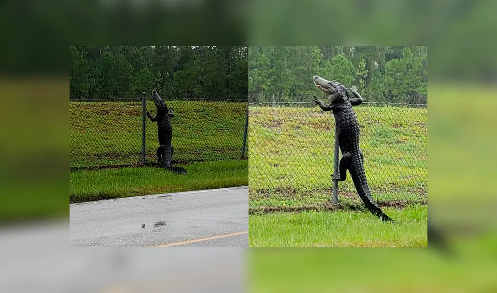 Los funcionarios de la base militar aseguraron que no expulsaran al animal, a menos que se vuelva una amenaza para los residentes. Foto: captura Los funcionarios de la base militar aseguraron que no expulsaran al animal, a menos que se vuelva una amenaza para los residentes. Foto: captura