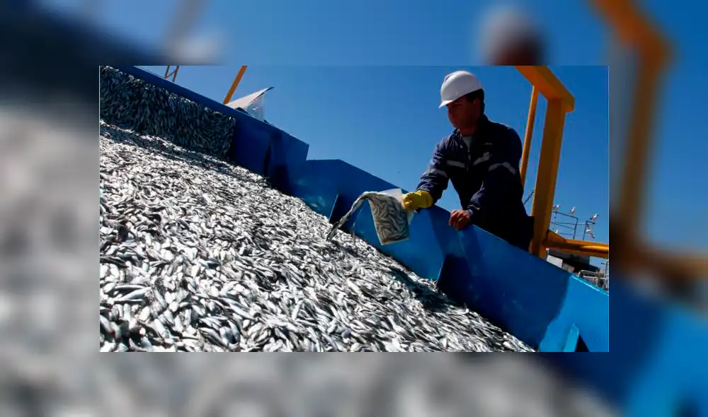 Uno de cada cinco kilos de pescado que se consume en el Perú es importado