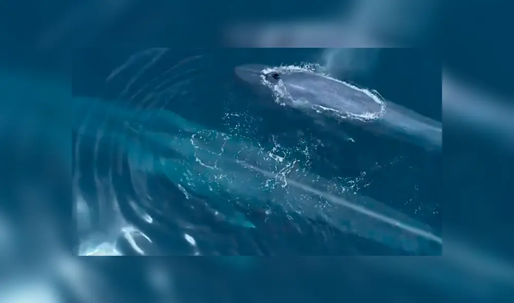 A través de un drone, investigadores captaron a una extraña ballena junto a su bebé. A través de un drone, investigadores captaron a una extraña ballena junto a su bebé.