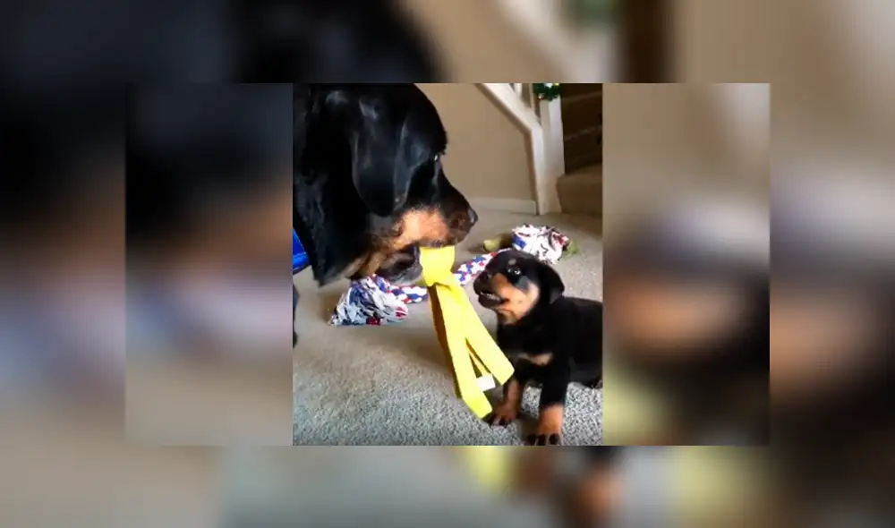 Desliza las imágenes para apreciar la divertida escena protagonizada por un cachorro y la otra mascota de su dueño. Desliza las imágenes para apreciar la divertida escena protagonizada por un cachorro y la otra mascota de su dueño.