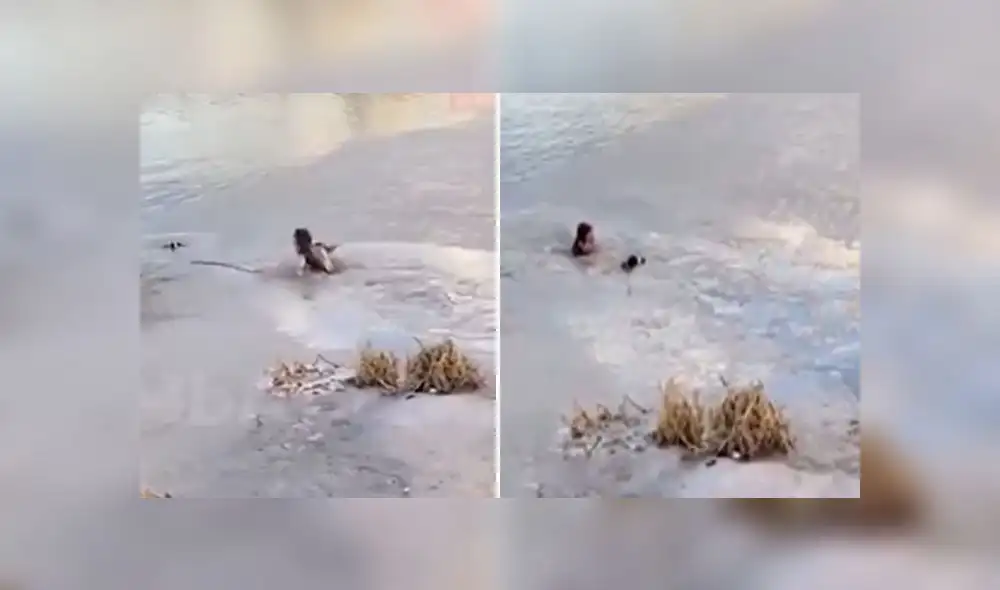 Desliza para enterarte de la valiente hazaña de una mujer que vio que su perro se ahoga en estanque congelado. Foto: Captura Desliza para enterarte de la valiente hazaña de una mujer que vio que su perro se ahoga en estanque congelado. Foto: Captura