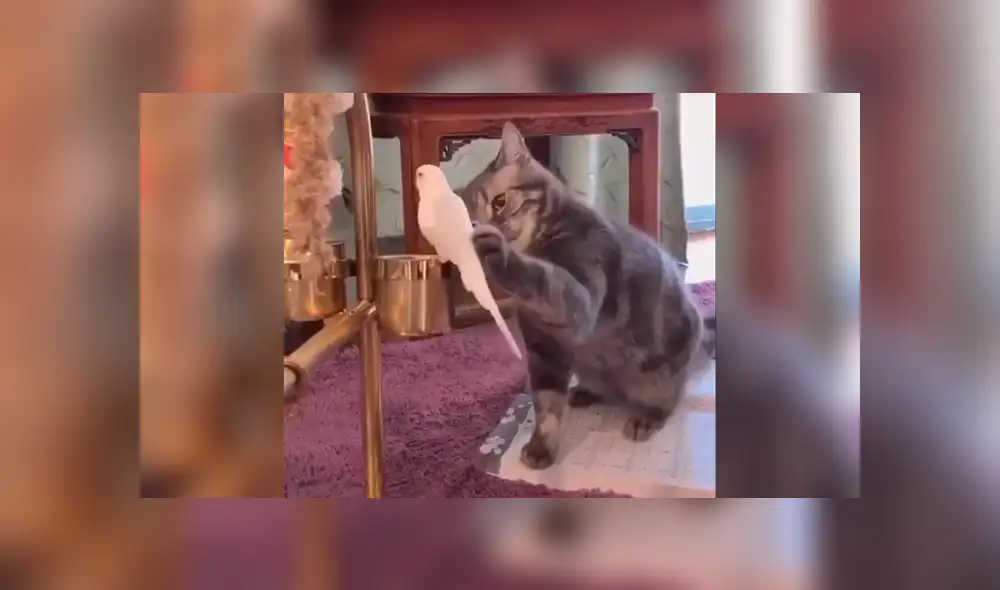 Desliza a la izquierda para conocer el nuevo viral de YouTube. Foto: Captura. Desliza a la izquierda para conocer el nuevo viral de YouTube. Foto: Captura.