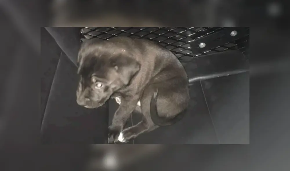 Cachorro maltratado Cachorro maltratado