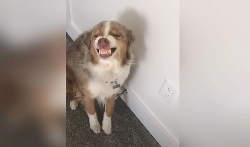 La perrita tuvo este peculiar comportamiento al notar que su dueña la estaba regañando. Foto: YouTube