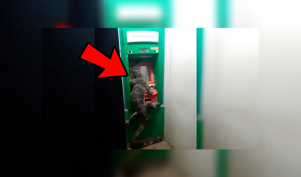 Video viral de YouTube muestra el perturbador momento que pasaron los usuarios de un cajero automático tras encontrar a un enorme lagarto Video viral de YouTube muestra el perturbador momento que pasaron los usuarios de un cajero automático tras encontrar a un enorme lagarto