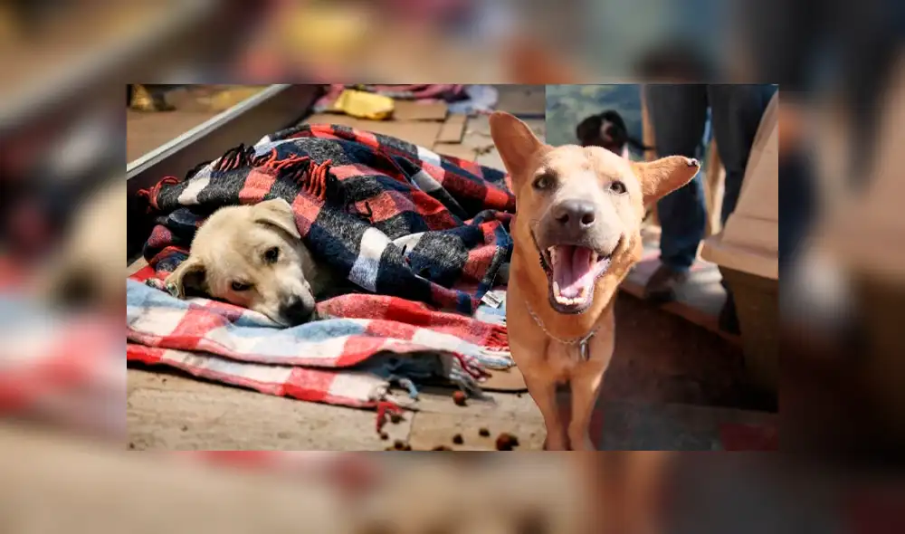 Masacre animal: hallan más de 200 perros y gatos muertos en contenedor Masacre animal: hallan más de 200 perros y gatos muertos en contenedor