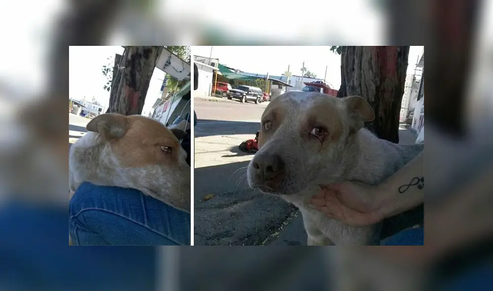 Su dueño falleció hace un año pero este 'Hachiko mexicano’ sigue esperándolo en la esquina donde se encontraban [VIDEO]