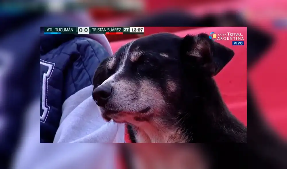 El perrito cayó vencido por el sueño mientras los equipos de Atlético Tucumán y Tristán Suarez jugaban por la Copa Argentina. Foto: captura El perrito cayó vencido por el sueño mientras los equipos de Atlético Tucumán y Tristán Suarez jugaban por la Copa Argentina. Foto: captura