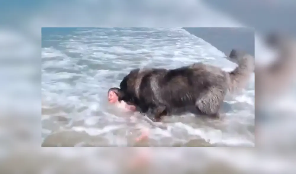 Video es viral en TikTok. El astuto can se percató del riesgo en el que estaba la menor y trató de protegerla para evitar una tragedia. Fotocaptura: Twitter