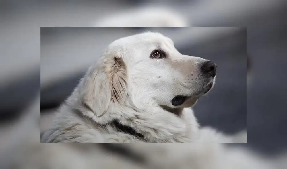 Familia rescató a perrito callejero y años después él murió salvándolos de un tiroteo