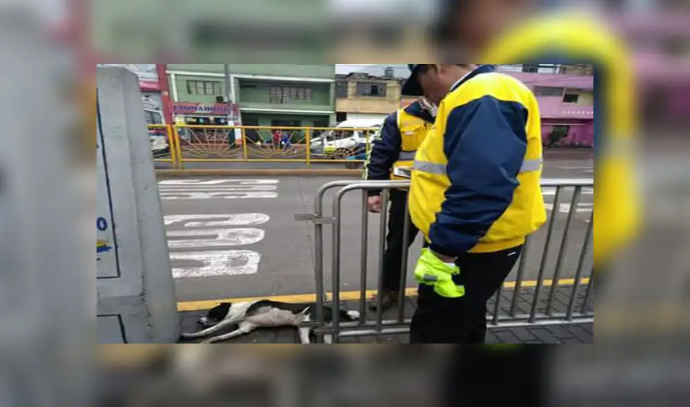 Perro callejero fue atropellado por bus del Metropolitano Perro callejero fue atropellado por bus del Metropolitano