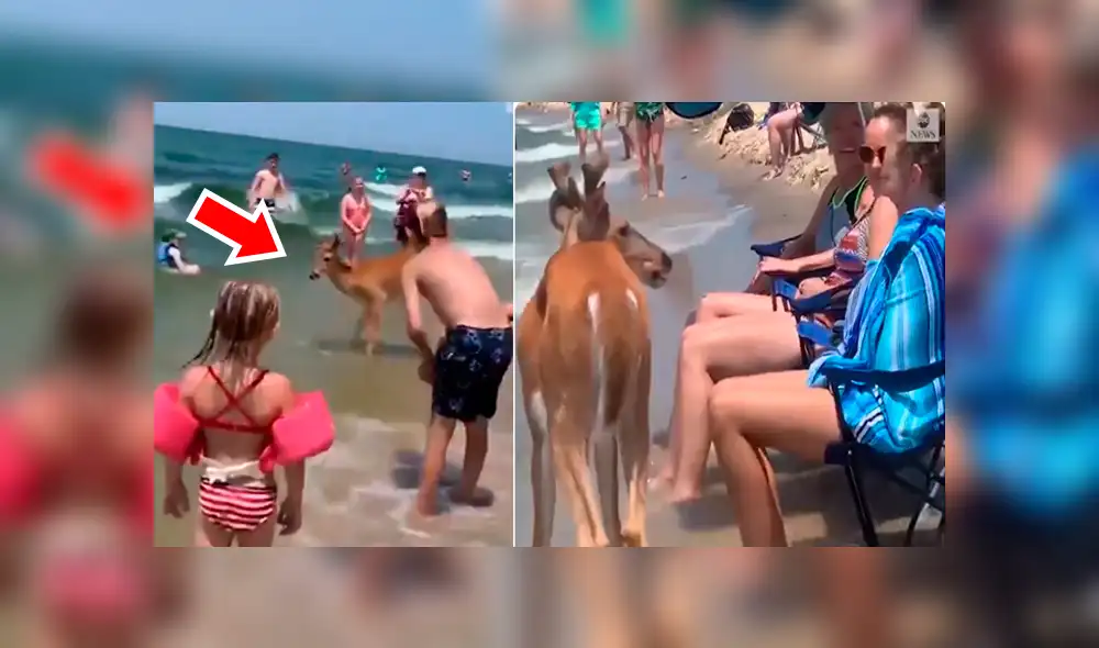 Bañistas se encuentran 'cara a cara' con ciervo dentro de playa.