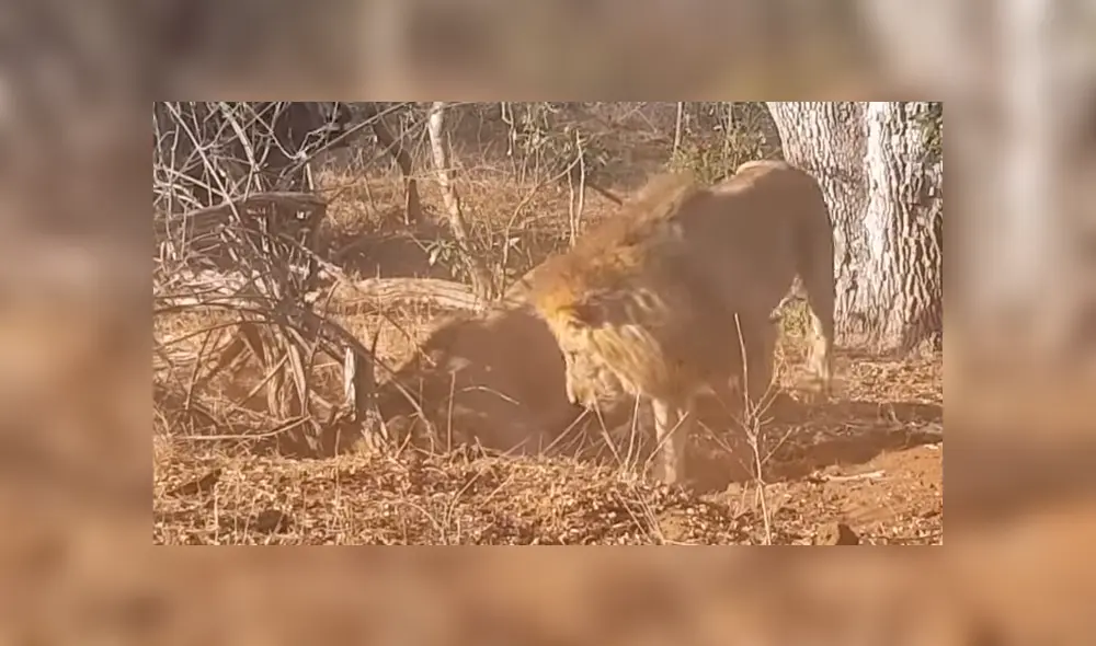 Feroces leones excavan profundo hoyo, llegan al fondo y encuentran lo menos pensado [VIDEO] 