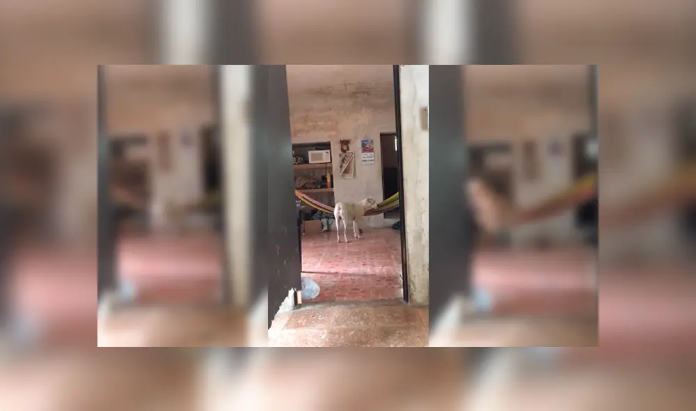 Desliza para ver los detalles del video viral publicado en Facebook. Foto: Captura.