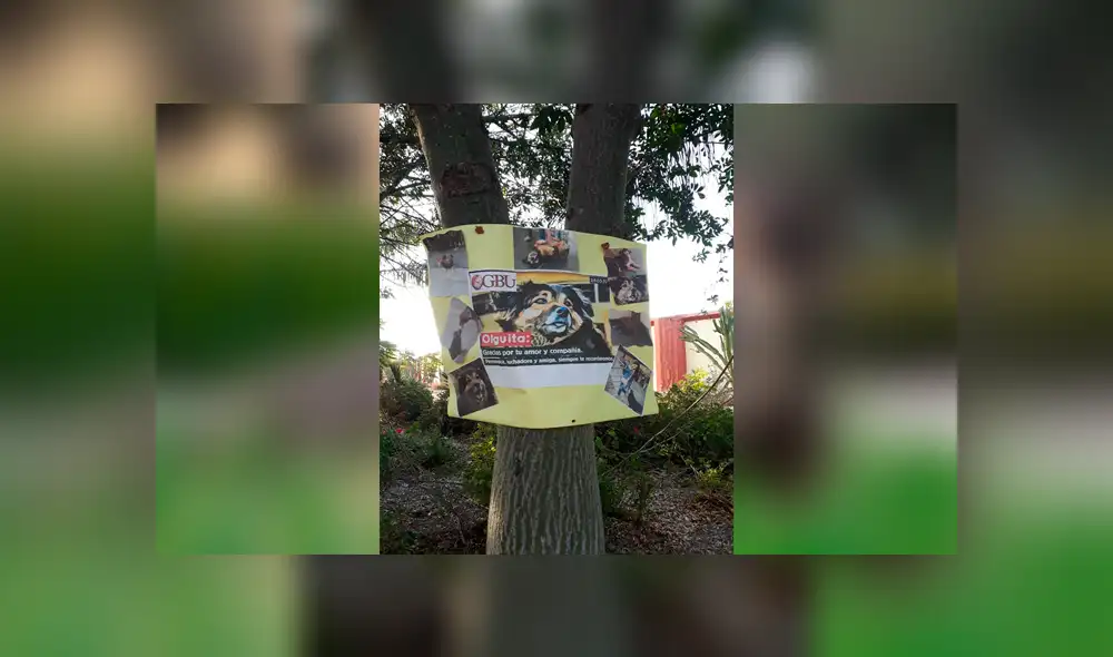 Facebook viral: decoran tumba de 'Perrovaca' con tiernos recuerdos hechos por alumnos de la UNMSM [FOTOS]