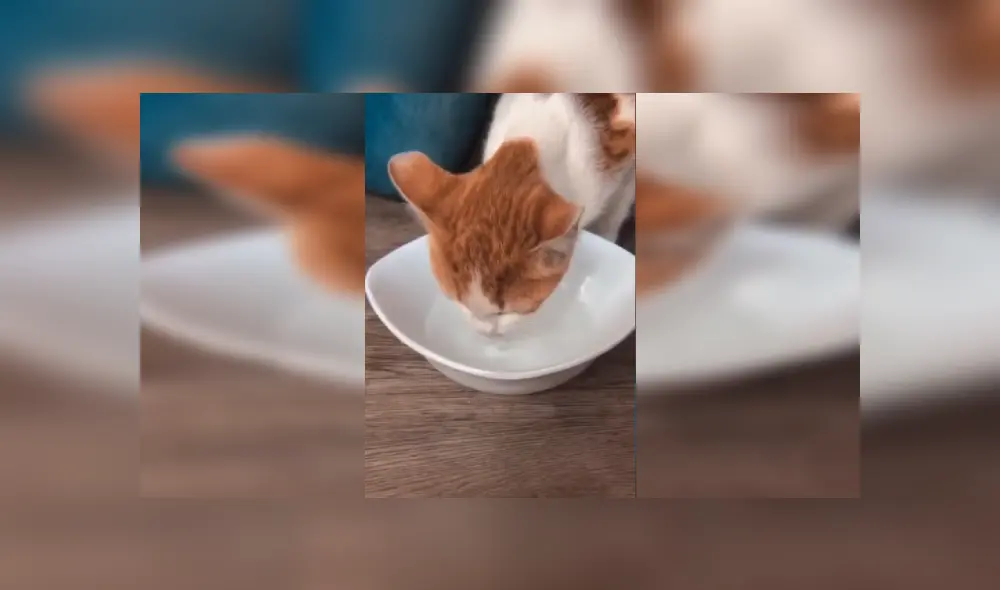 Desliza las imágenes para conocer la emotiva historia de una gata que sobrevivió tras caer a un tanque de agua. Fotocaptura: Facebook.