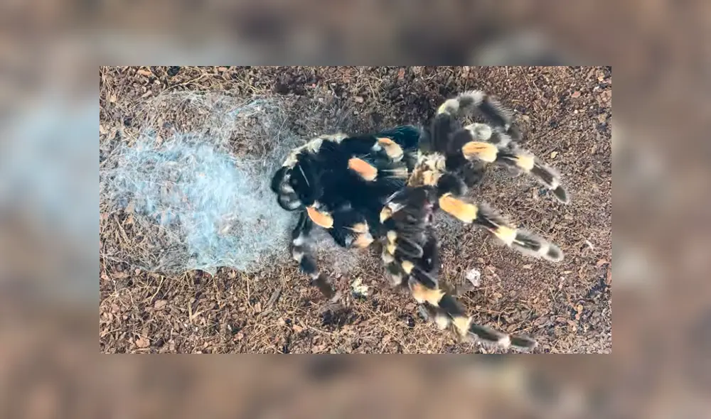 YouTube viral:captan momento en el que tarántula cambia de piel y su aspecto impacta a miles [VIDEO] 