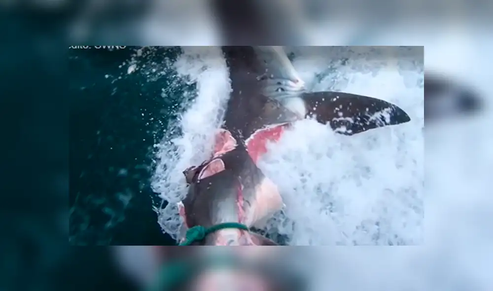 YouTube viral: turista navega en altamar y captar feroz batalla de tiburones con desgarrador final. Foto: Nat Geo Wild YouTube viral: turista navega en altamar y captar feroz batalla de tiburones con desgarrador final. Foto: Nat Geo Wild