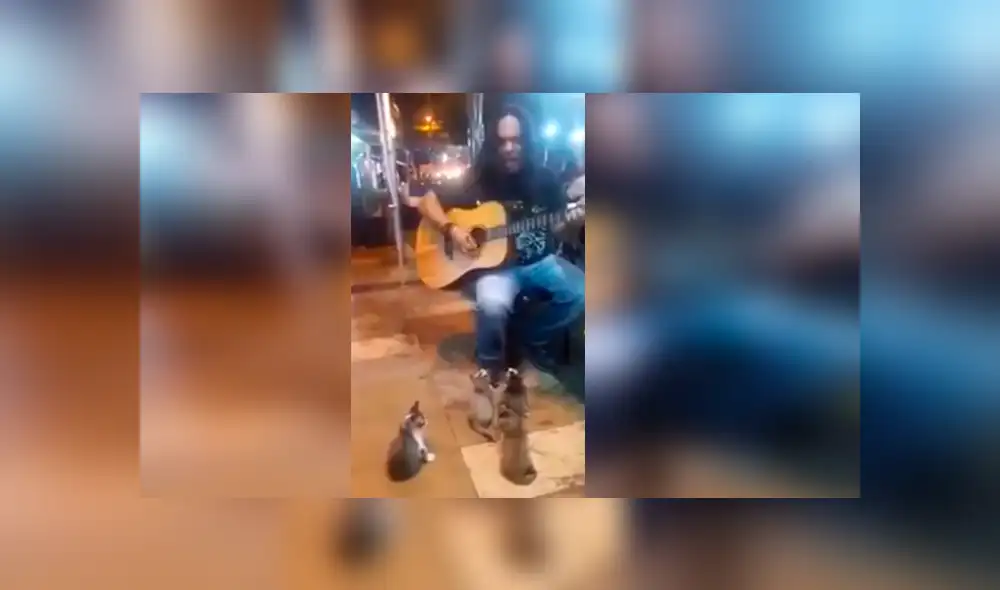 Facebook viral: Gatos se vuelven público de cantante callejero que es ignorado por todos [VIDEO]