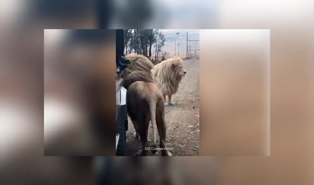 Desliza hacia la izquierda para ver la reacción que tuvo el león tras toparse con los turistas. Escena viral de YouTube. Desliza hacia la izquierda para ver la reacción que tuvo el león tras toparse con los turistas. Escena viral de YouTube.
