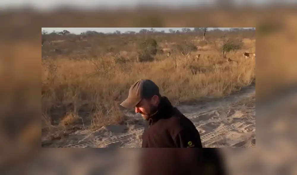 Hombre vive terrorífico momento al quedar frente a frente de leones camuflados entre la hierba. Hombre vive terrorífico momento al quedar frente a frente de leones camuflados entre la hierba.