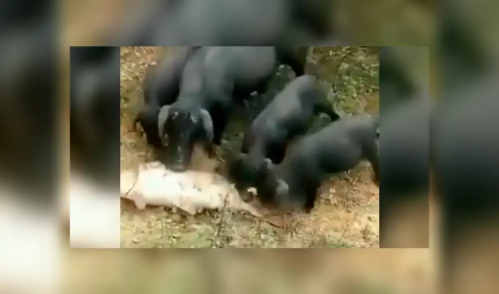 La familia de puercos unió sus fuerzas para lanzar al pez a un estanque. Foto: Susanta Nanda / Twitter La familia de puercos unió sus fuerzas para lanzar al pez a un estanque. Foto: Susanta Nanda / Twitter