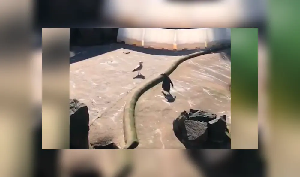 Facebook viral: pingüino no quiere que ave tome agua de su laguna y lo ataca sin piedad [VIDEO] 