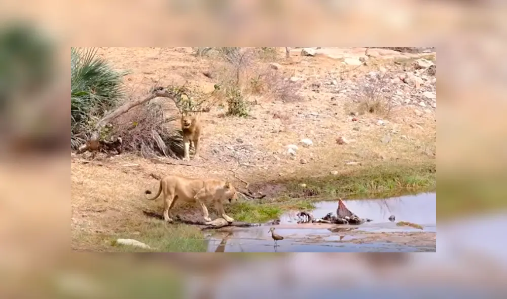 Desliza hacia la izquierda para ver el enfrentamiento de una manada de hienas con leones. Video es viral en YouTube. Desliza hacia la izquierda para ver el enfrentamiento de una manada de hienas con leones. Video es viral en YouTube.