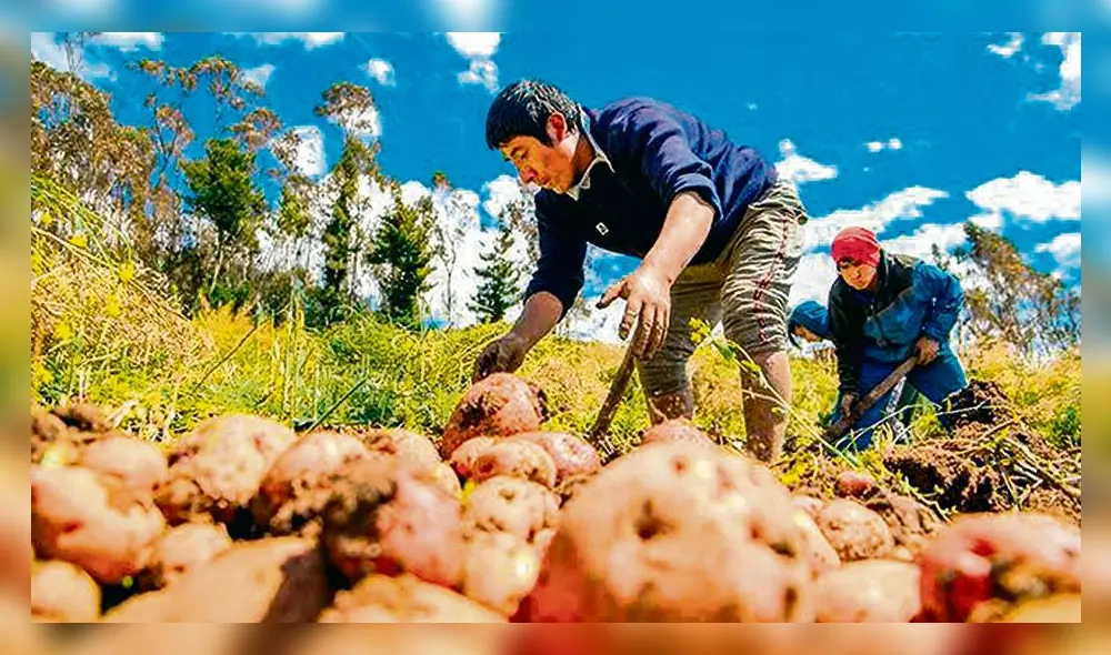 pedido. Agricultores buscan vender cosecha de papa a Estado. pedido. Agricultores buscan vender cosecha de papa a Estado.