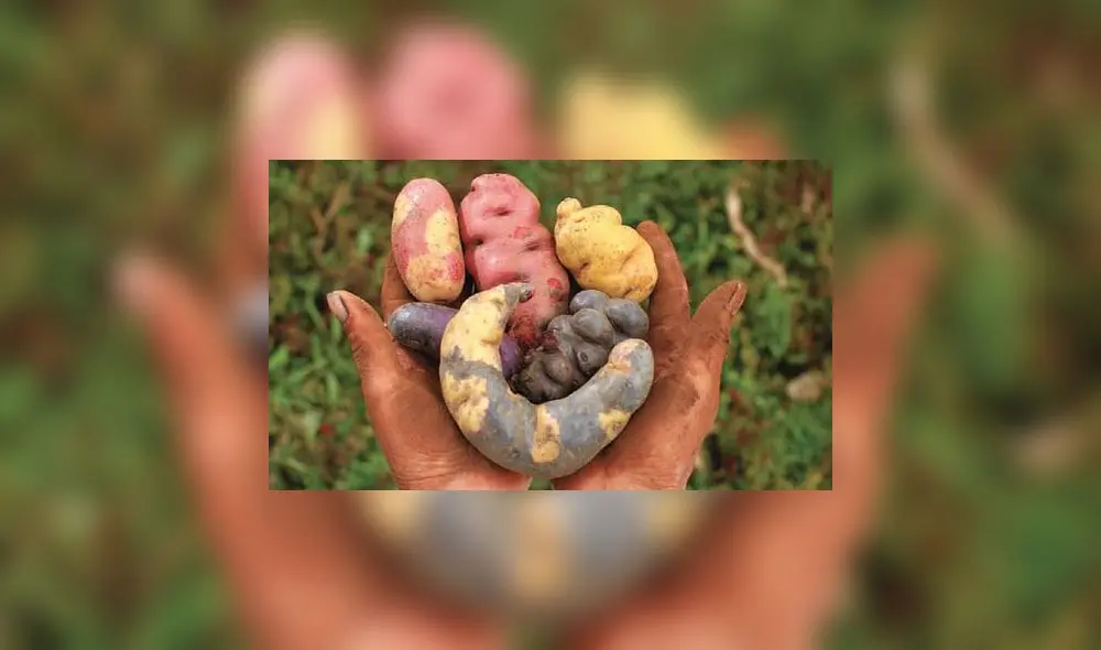 Perú tiene más de 330 mil hectáreas cultivadas de papa. Perú tiene más de 330 mil hectáreas cultivadas de papa.