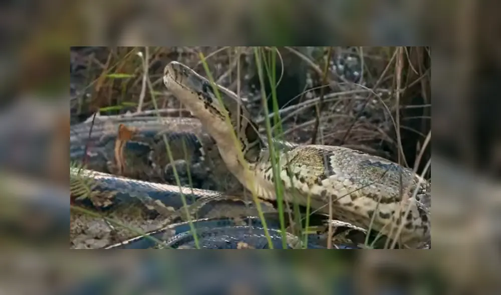 Desliza hacia la izquierda para ver el ataque de la pitón. Imágenes del video viral de Facebook.