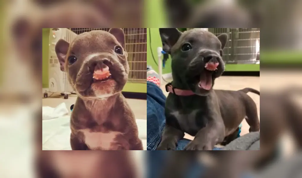 YouTube viral: cachorro con paladar hendido fue abandonado y hoy tiene una nueva familia [VIDEO]
