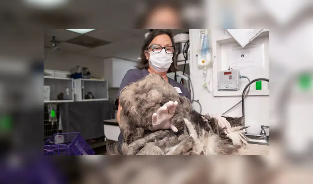 Mediante Facebook se hizo viral la historia de un gato rescatado, el cual lucía irreconocible.