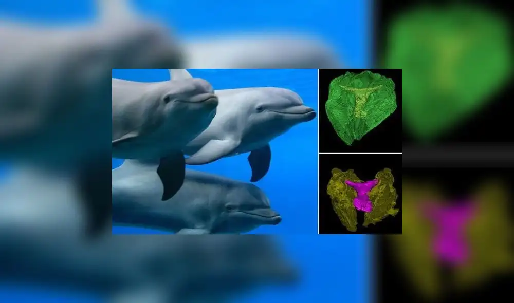 Delfines hembra tienen clítoris "muy desarrollado”, llegan al orgasmo y bailan cuando copulan, según estudio