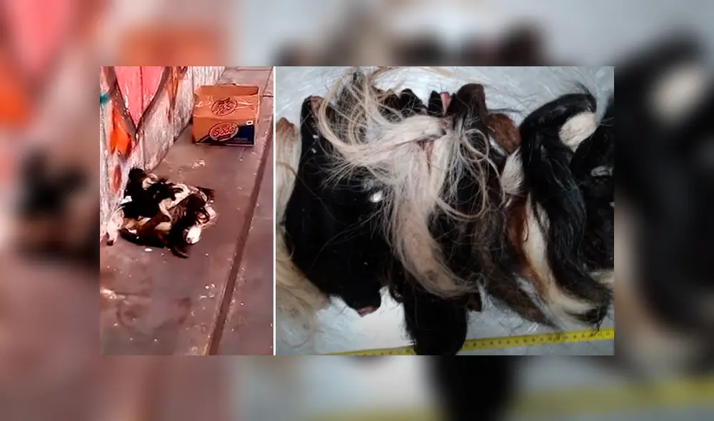 Colas halladas en avenida Perú no corresponden a canes, según especialista. Foto: Captura