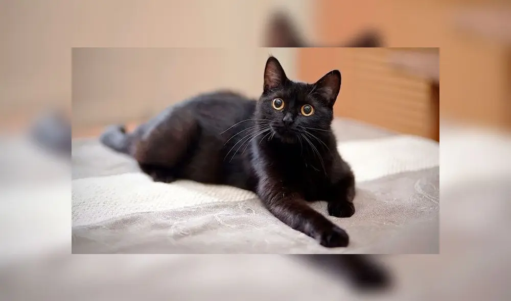 día del gato día del gato