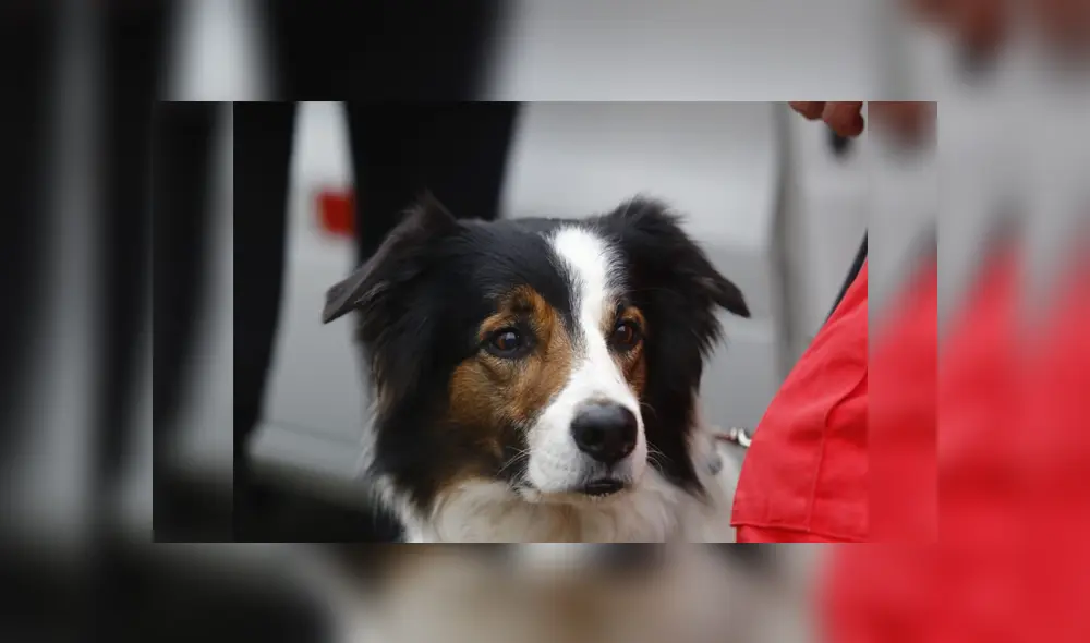 Can ayuda a rescatar a albañil atrapado desde el sábado por derrumbe. / Créditos: Flavio Matos – Fotografía Can ayuda a rescatar a albañil atrapado desde el sábado por derrumbe. / Créditos: Flavio Matos – Fotografía