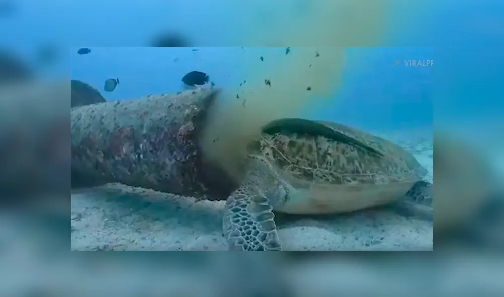 Cree que tortuga ha muerto aplastada por pesado tubo, se acerca y descubre la terrorífica verdad [VIDEO]