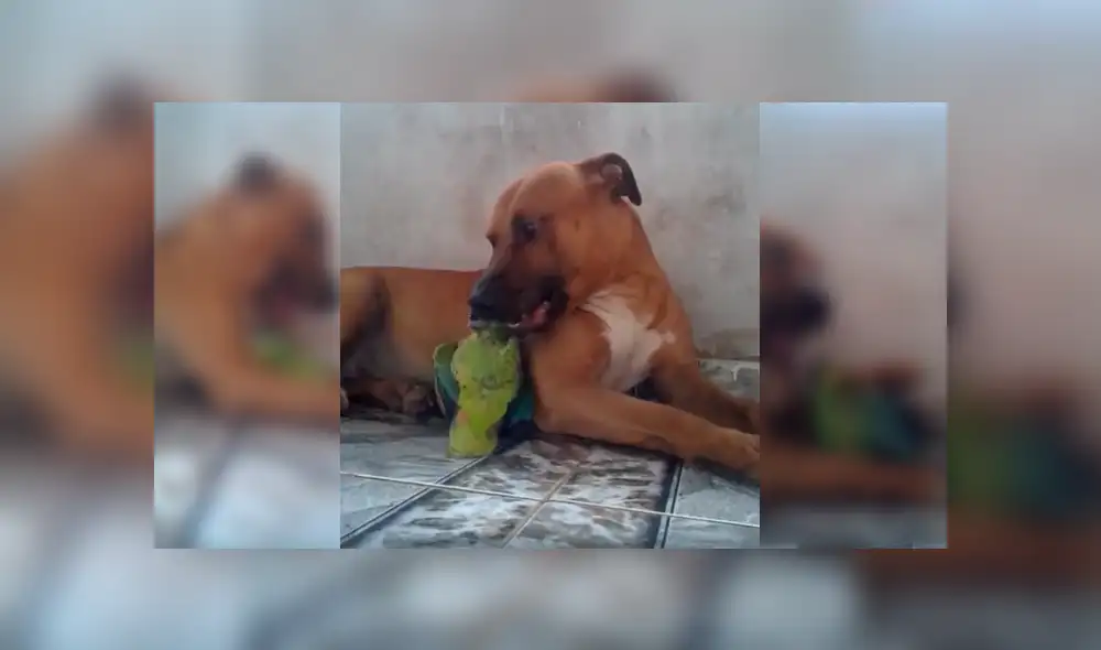 Desliza para ver los detalles del video viral publicado en Facebook. Foto: Captura.