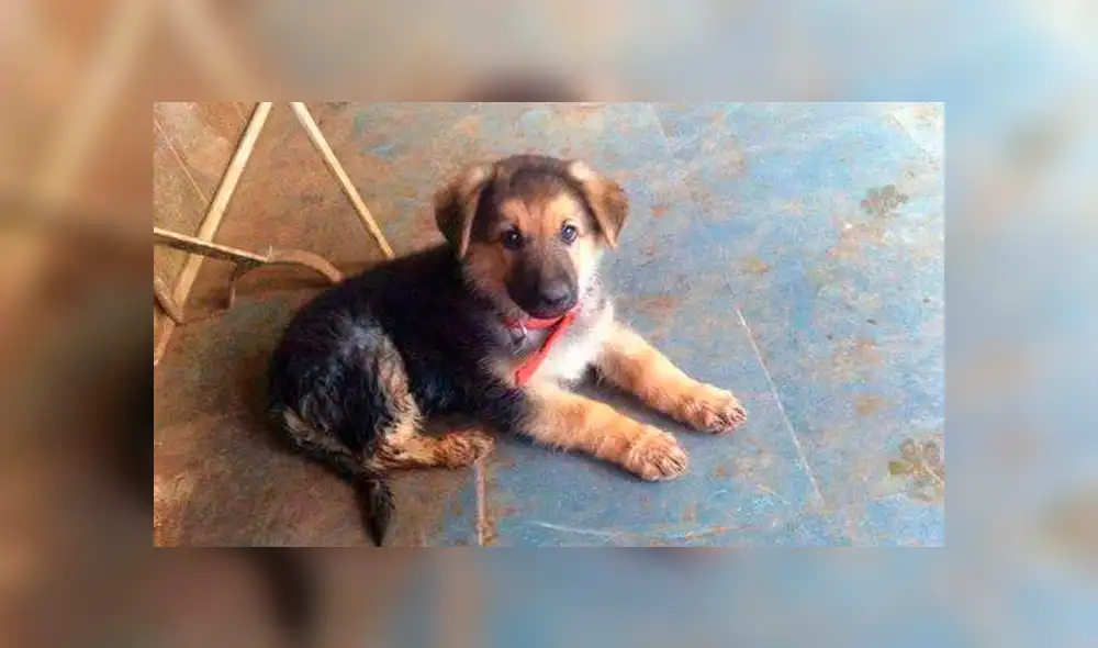 Facebook viral: sanmarquinos lloran muerte de ‘Perrovaca’ y le dedican emotivas palabras [FOTOS]