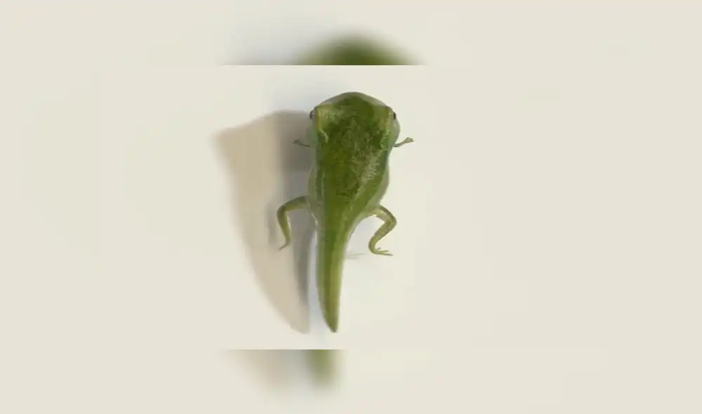 YouTube viral: graban la metamorfosis de una rana y usuarios quedan impactados [VIDEO] 