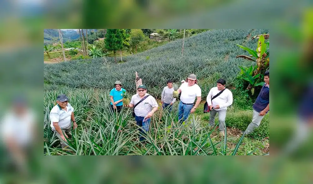Agricultores incrementaron en un 87% la producción de piña Golden. Agricultores incrementaron en un 87% la producción de piña Golden.