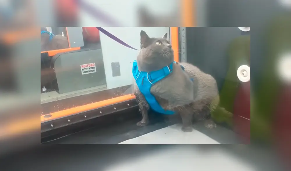 Video es viral en Facebook. Veterinario de la gata grabó el preciso momento en que la felina simula hacer su rutina de ejercicios mientras lo mira fijamente
