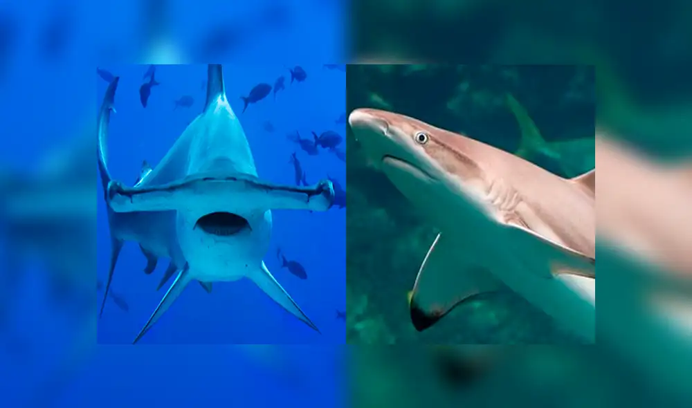 El tiburón martillo se enfrentó a un tiburón de puntas negras en las costas de Florida, Estados Unidos. Foto: BlacktipH