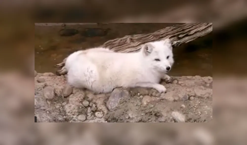 YouTube viral: pensó que su pequeña mascota era un perro, al conocer la verdad queda aterrada [VIDEO]