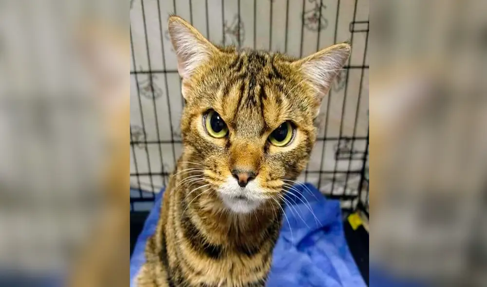 Desliza las imágenes para conocer a Giggles el amoroso gato con la cara de gruñón. Foto: Facebook