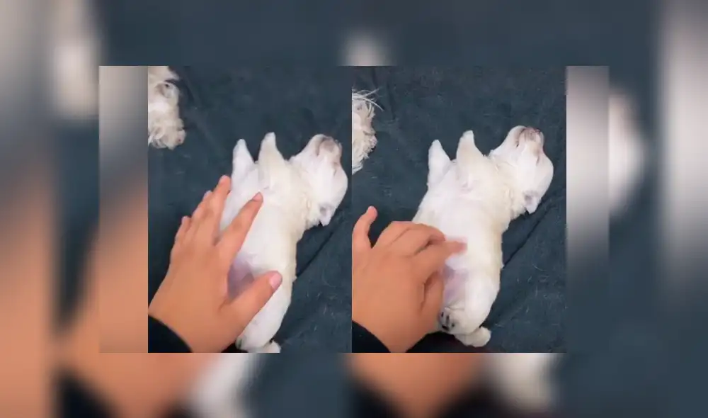 Tiktok viral: perro bebé recibe caricias de su dueña por primera vez y tiene increíble reacción
