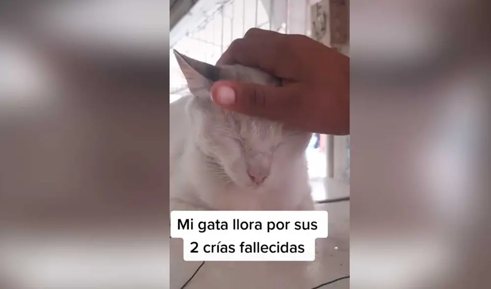 Desliza las imágenes para conocer un poco más de la historia de esta gatita que fue vista llorando por la pérdida de sus crías. Foto: captura de TikTok/BonnieKiraChanel Desliza las imágenes para conocer un poco más de la historia de esta gatita que fue vista llorando por la pérdida de sus crías. Foto: captura de TikTok/BonnieKiraChanel