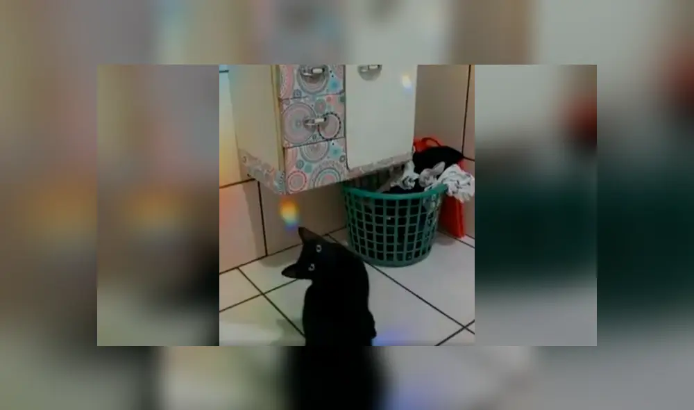 Desliza las imágenes para apreciar la increíble acción de un gato al trepar las paredes para escapar de casa. Foto: Captura.